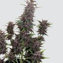 Purple Kush Auto (Buddha Seeds) Feminiserede