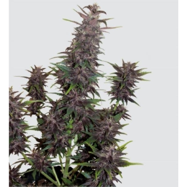 Purple Kush Auto (Buddha Seeds) Feminiserede