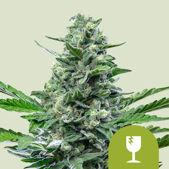 Royal Critical Autoflower (Royal Queen Seeds) Feminiserede