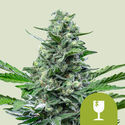 Royal Critical Autoflower (Royal Queen Seeds) Feminiserede