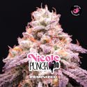 Nicole Punch (BSF Seeds) Feminiserede