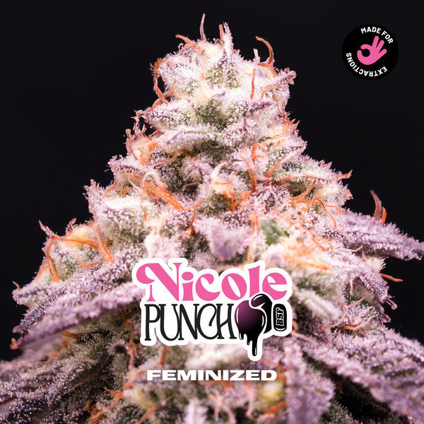 Nicole Punch (BSF Seeds) Feminiserede