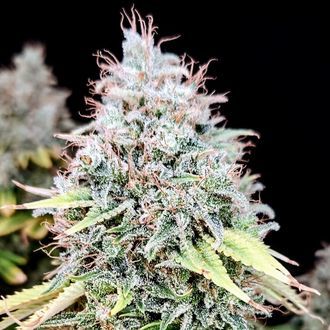 Apple OG (Pure Instinto) Feminiserede