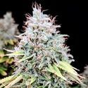 Apple OG (Pure Instinto) Feminiserede