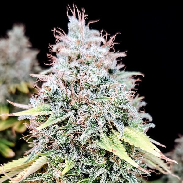 Apple OG (Pure Instinto) Feminiserede