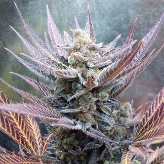 Cherry Cookies (Pure Instinto) Feminiserede