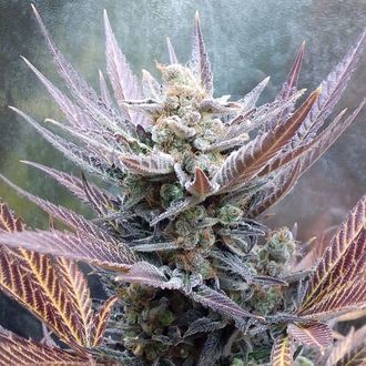 Cherry Cookies (Pure Instinto) Feminiserede