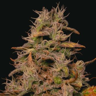Forbidden Fruit Cake (Pure Instinto) Feminiserede