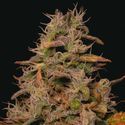 Forbidden Fruit Cake (Pure Instinto) Feminiserede