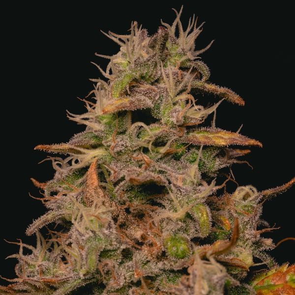 Forbidden Fruit Cake (Pure Instinto) Feminiserede