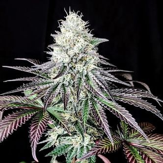 Garlic Cookies (Pure Instinto) feminiserede cannabisfr&oslash;
