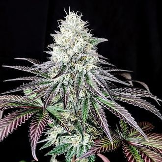 Garlic Cookies (Pure Instinto) Feminiserede