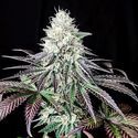 Garlic Cookies (Pure Instinto) Feminiserede