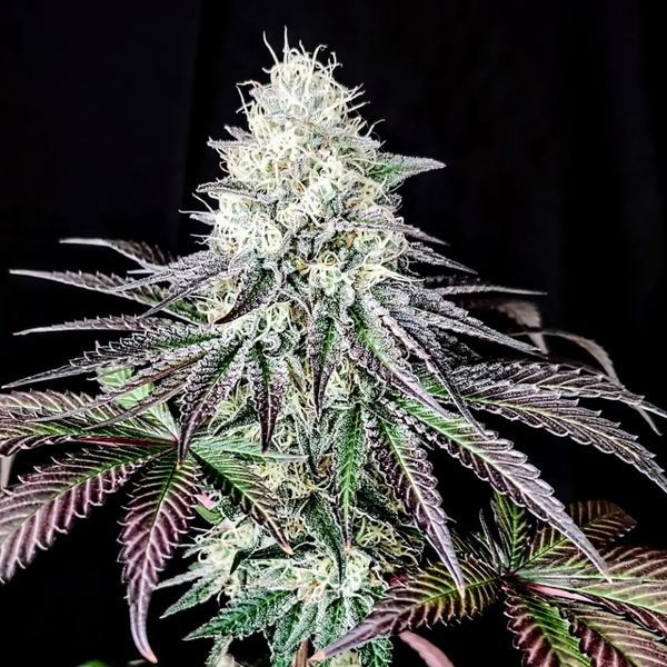 Garlic Cookies (Pure Instinto) Feminiserede