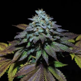 Gorilla Cookies (Pure Instinto) Feminiserede