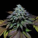 Gorilla Cookies (Pure Instinto) Feminiserede