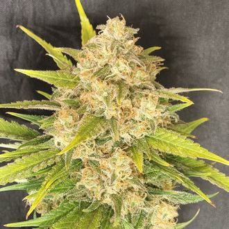Melon Gum (Pure Instinto) Feminiserede