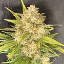 Melon Gum (Pure Instinto) Feminiserede