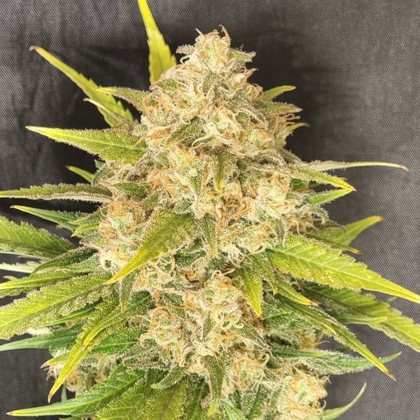 Melon Gum (Pure Instinto) Feminiserede