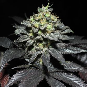 Peanut Butter Cookies (Pure Instinto) Feminiserede cannabisfr&oslash;
