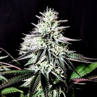 Pure Ice-Cream (Pure Instinto) Feminiserede