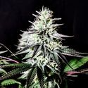 Pure Ice-Cream (Pure Instinto) Feminiserede