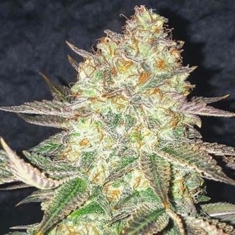 Spooky OG (Pure Instinto) feminiserede