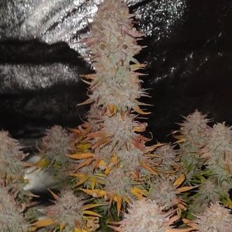 Sticky Gorilla 4 (Pure Instinto) feminiserede cannabisfr&oslash;