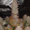 Sticky Gorilla 4 (Pure Instinto) Feminiserede