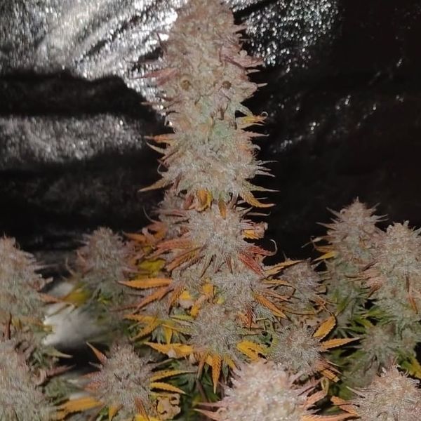 Sticky Gorilla 4 (Pure Instinto) Feminiserede