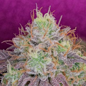 Watermelon Zkittlez (Pure Instinto) feminiserede cannabisfr&oslash;