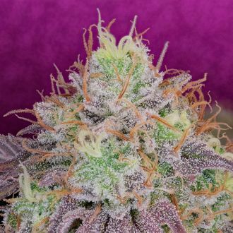 Watermelon Zkittlez (Pure Instinto) Feminiserede