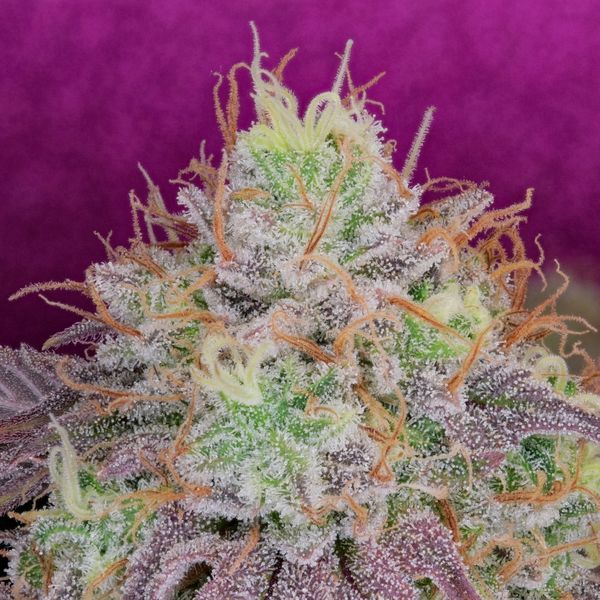 Watermelon Zkittlez (Pure Instinto) Feminiserede