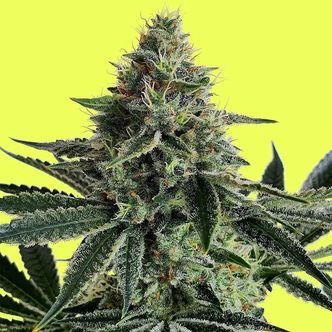 Lemon Storm (Pure Instinto) feminiserede cannabisfr&oslash;