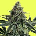 Lemon Storm (Pure Instinto) Feminiserede