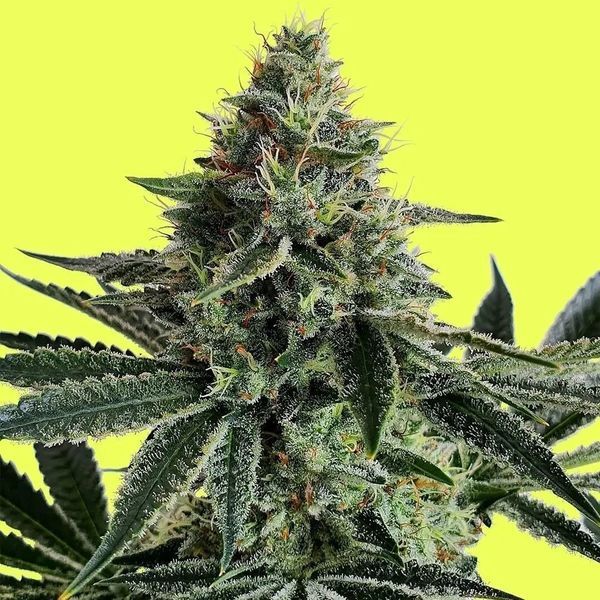 Lemon Storm (Pure Instinto) Feminiserede