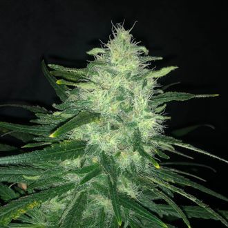 Wedding Cake (Pure Instinto) Feminiserede