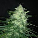 Wedding Cake (Pure Instinto) Feminiserede
