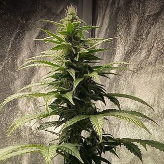 Strawberry Shortcake Auto (Pure Instinto) Feminiserede