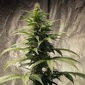 Strawberry Shortcake Auto (Pure Instinto) Feminiserede