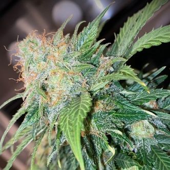 Mandarin Cream Auto (Pure Instinto) feminiserede cannabisfr&oslash;