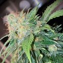 Clementine Dream Auto (Pure Instinto) Feminiserede