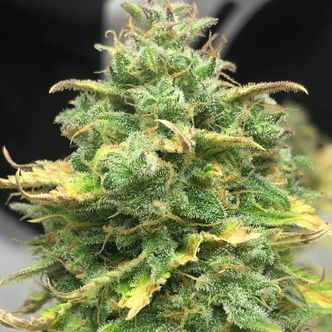 Mimosa Cake Auto (Pure Instinto) feminiserede
