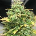 Mimosa Cake Auto (Pure Instinto) Feminiserede