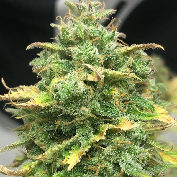 Mimosa Cake Auto (Pure Instinto) Feminiserede