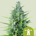 Royal Haze Autoflower (Royal Queen Seeds) Feminiserede
