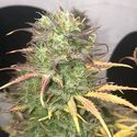 Girl Scout Kush Auto (Pure Instinto) Feminiserede
