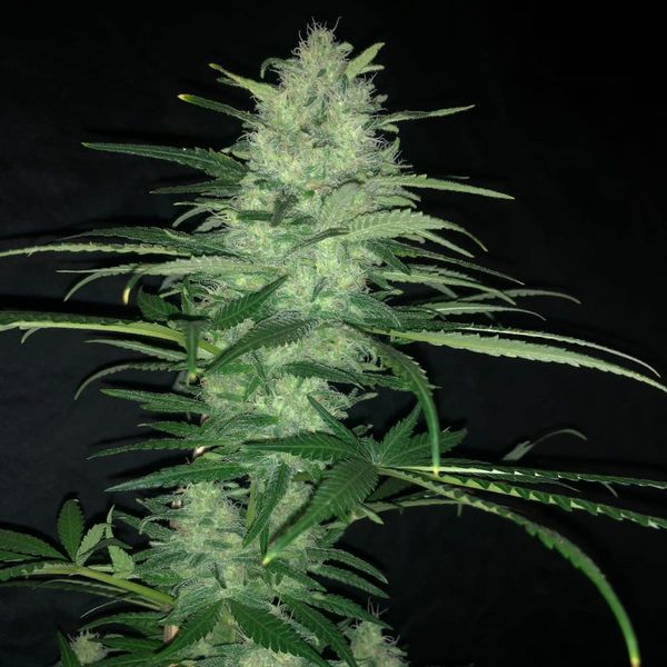 Purple Punch Auto (Pure Instinto) Feminiserede