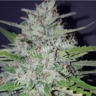 Shotgun Auto (Pure Instinto) feminiserede cannabisfr&oslash;