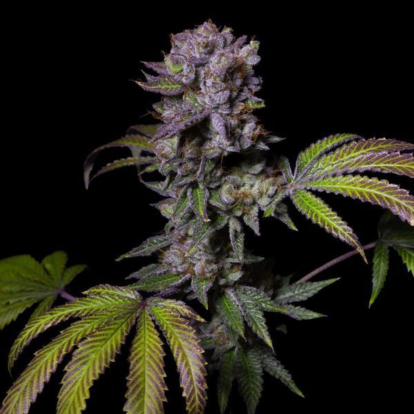 Aca-Dos Delight (Pure Instinto) Feminiserede